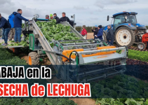 la cosecha de lechuga romana