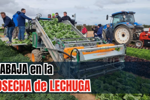 la cosecha de lechuga romana