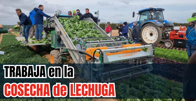 la cosecha de lechuga romana