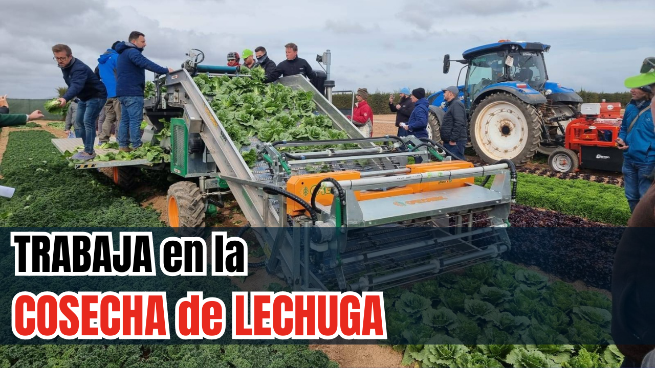 Oferta de Empleo: Cosechador/a de Lechugas